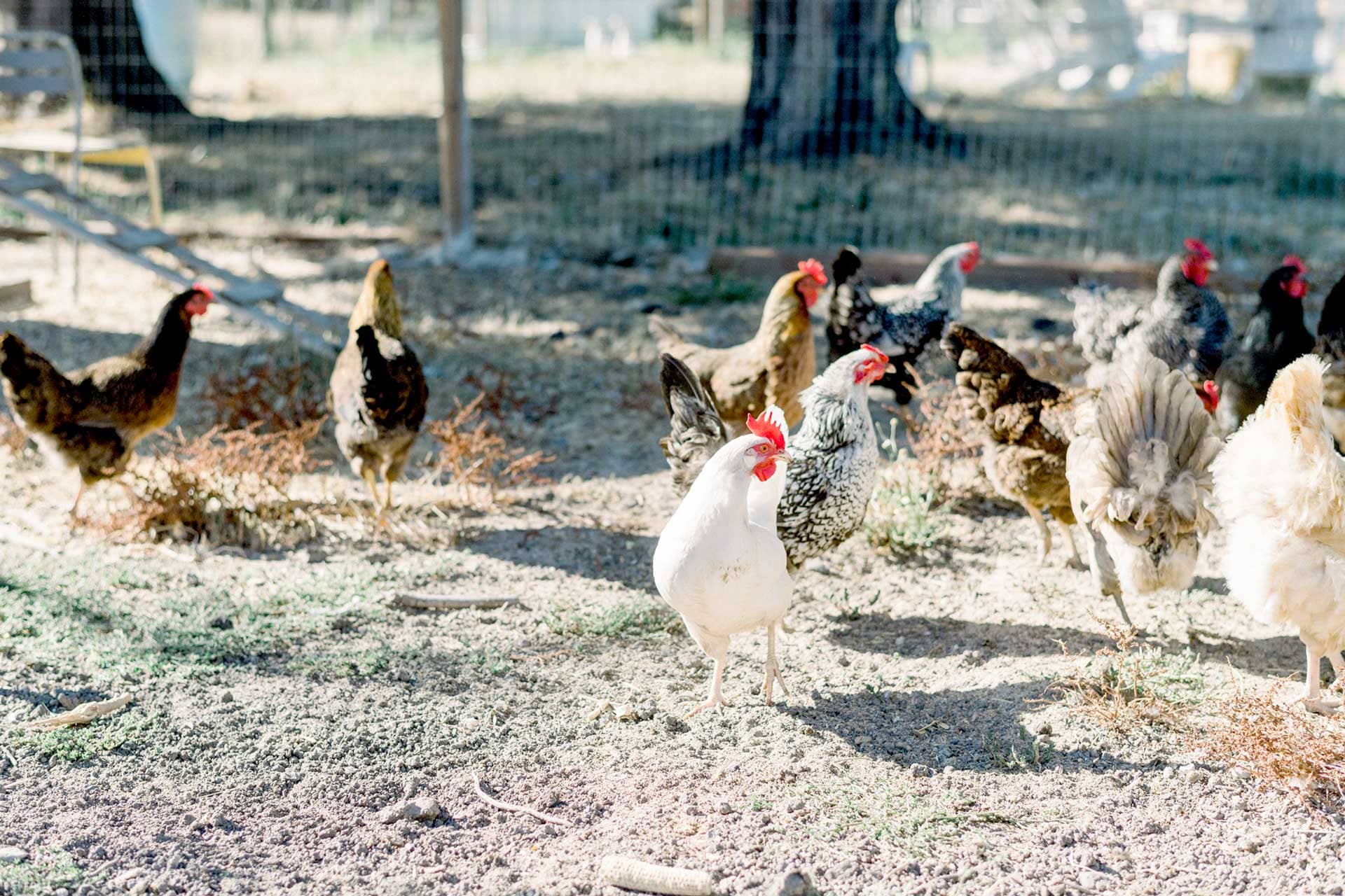 # 1 Live Chicken Farms Near Me, Georgia Local Organics!